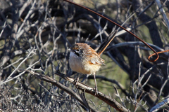 Sandhill Grasswren photo 2
