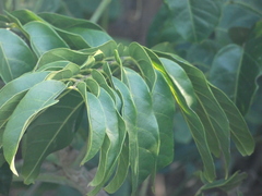 Dysoxylum mollissimum