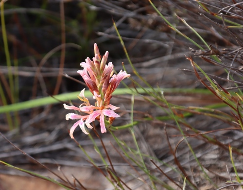 Image of Tritoniopsis dodii by (c) Tony Rebelo, some rights reserved (CC BY-SA)