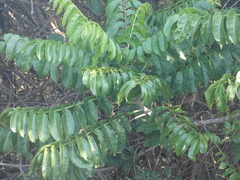 Dysoxylum mollissimum