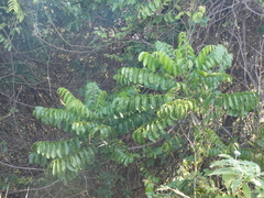 Dysoxylum mollissimum
