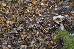 Laccaria masoniae