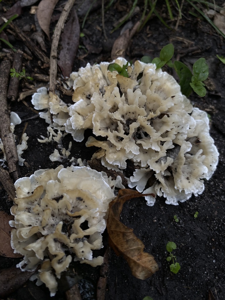 Irpex rosettiformis · May 2024 · photo: © tutitah (iNaturalist, cc0)