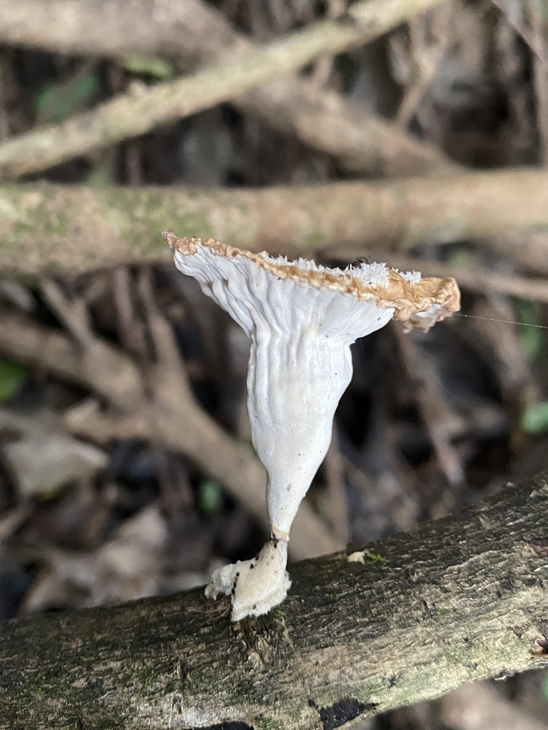 Cymatoderma caperatum · May 2024 · photo: © tutitah (iNaturalist, cc0)