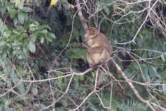 Macaca assamensis