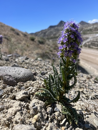 Utah phacelia (Phacelia utahensis)