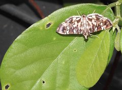 Chabula acamasalis
