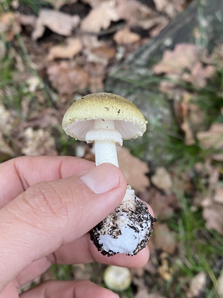 Amanita phalloides · May 2024 · photo: © tutitah (iNaturalist, cc0)