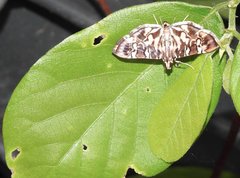 Chabula acamasalis