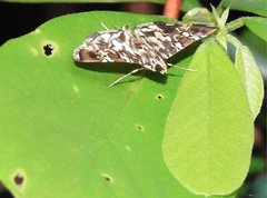 Chabula acamasalis
