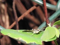 Chabula acamasalis