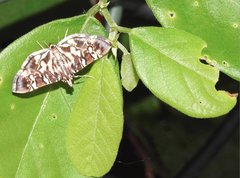 Chabula acamasalis
