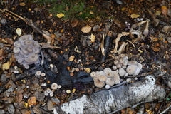 Laccaria masoniae