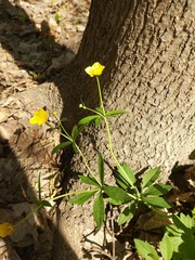 Ranunculus fallax