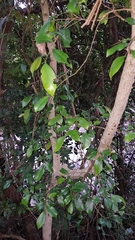 Glochidion rubrum
