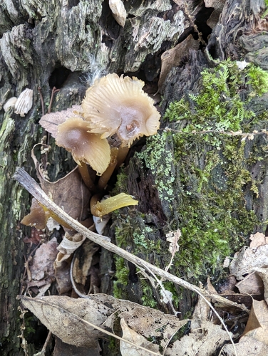 Mycena