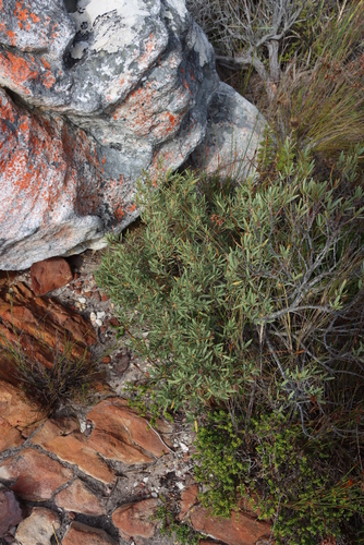 Grubbia tomentosa (Grubbia tomentosa)