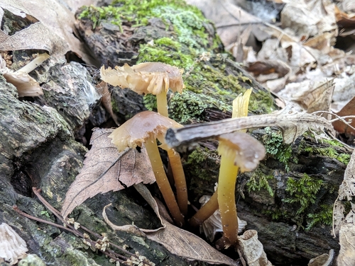 Mycena (Photo 2 of 4)