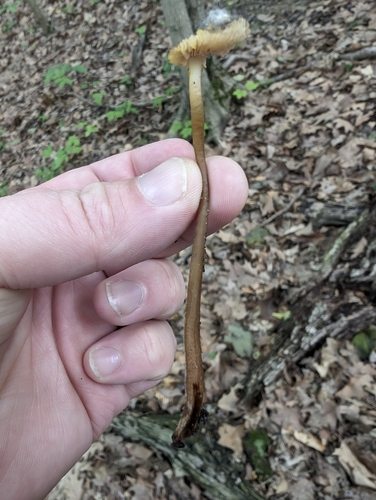 Mycena (Photo 3 of 4)