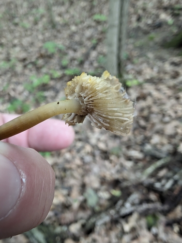 Mycena (Photo 4 of 4)