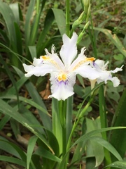 Iris japonica