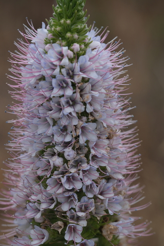 Echium hierrense, photograph 6