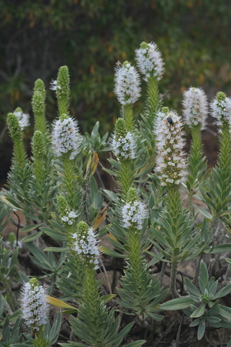 Echium hierrense, photograph 5