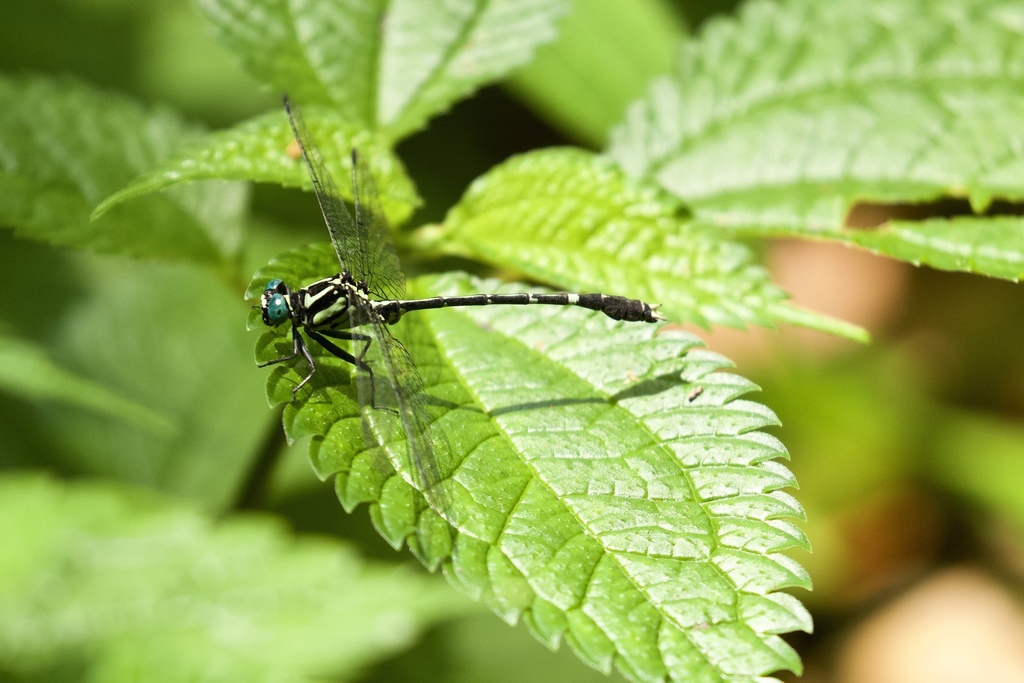 Microgomphus phewataali