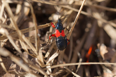 Prostemma aeneicolle