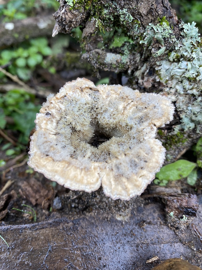 Cymatoderma caperatum · May 2024 · photo: © tutitah (iNaturalist, cc0)