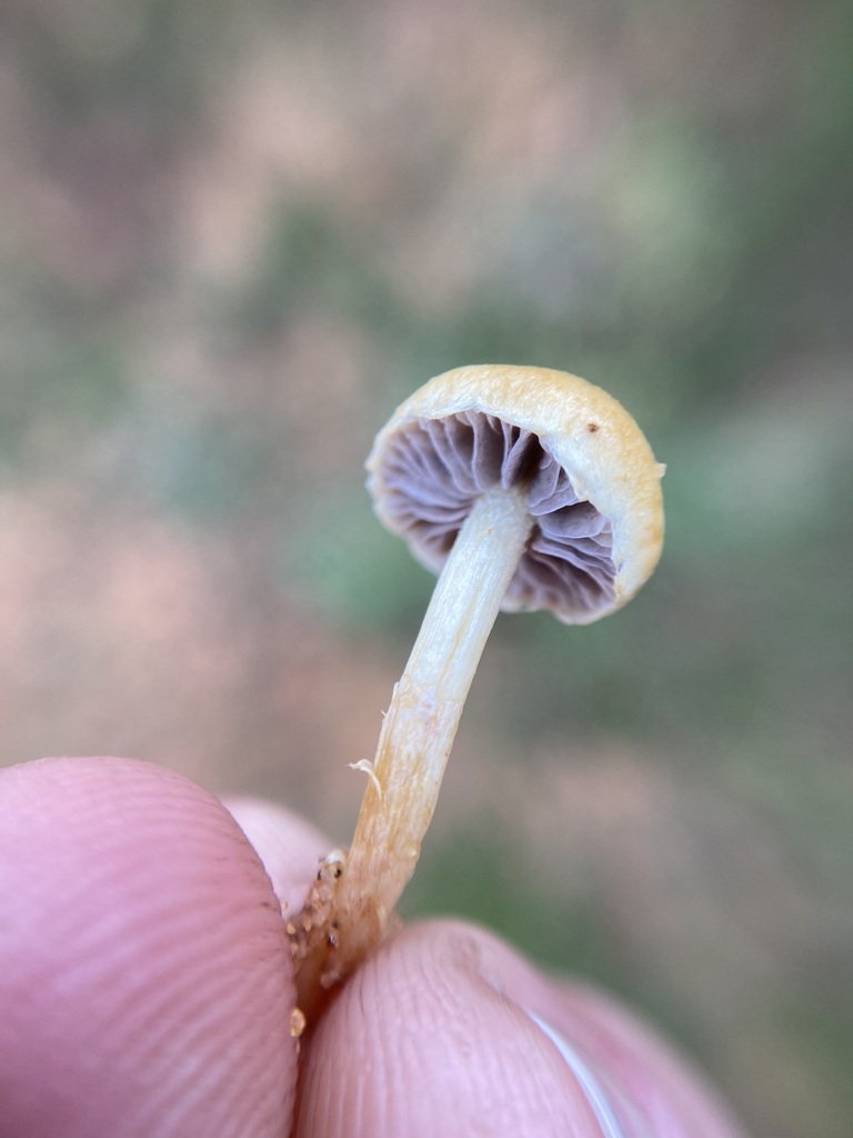 Protostropharia semiglobata · May 2024 · photo: © tutitah (iNaturalist, cc0)
