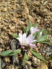 Lewisia brachycalyx