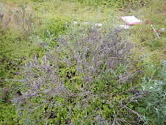 Eriophyllum staechadifolium