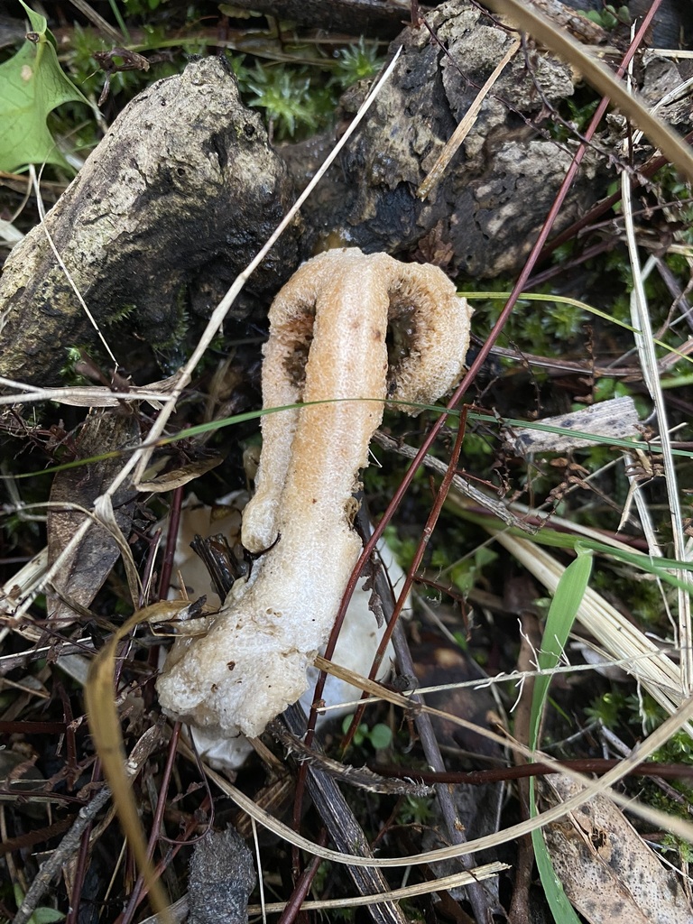 Clathrus columnatus · May 2024 · photo: © tutitah (iNaturalist, cc0)