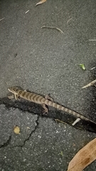 Cyclodomorphus gerrardii