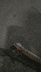 Cyclodomorphus gerrardii