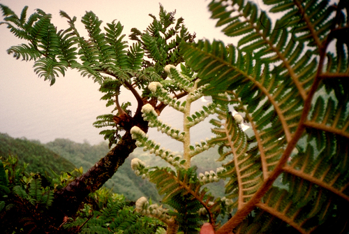 Sphaeropteris feani