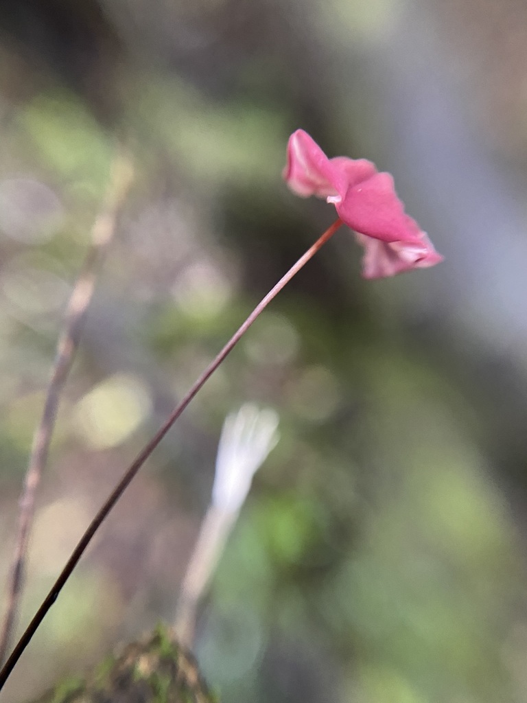 Marasmius haematocephalus · May 2024 · photo: © tutitah (iNaturalist, cc0)