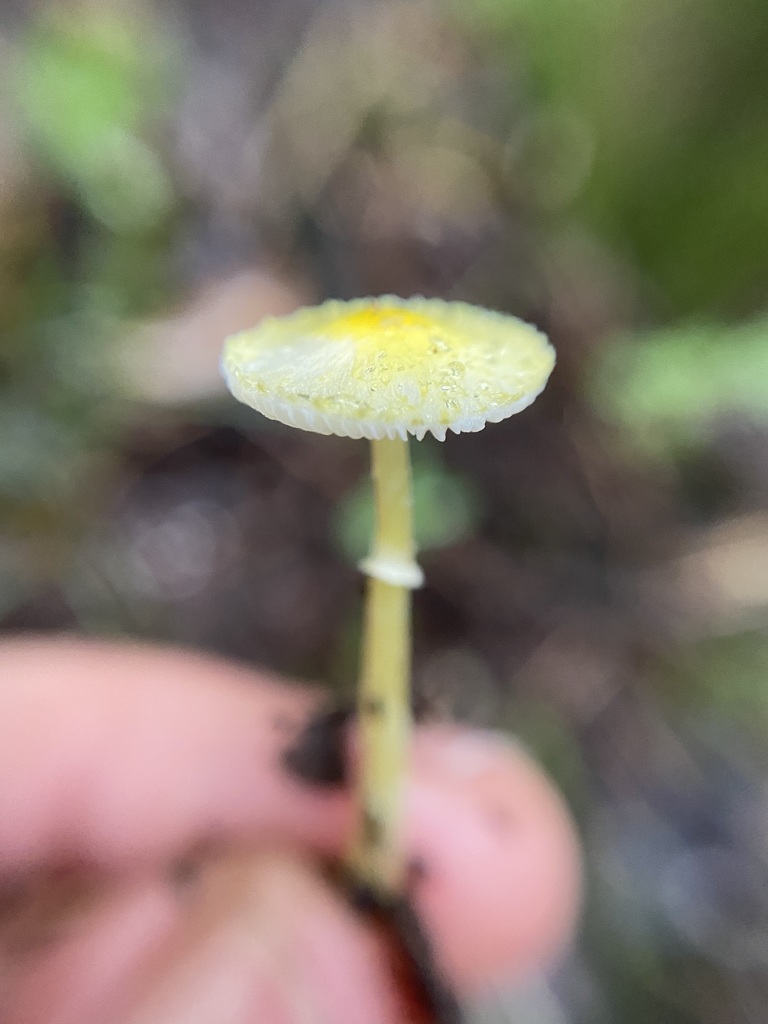 Leucocoprinus fragilissimus · May 2024 · photo: © tutitah (iNaturalist, cc0)