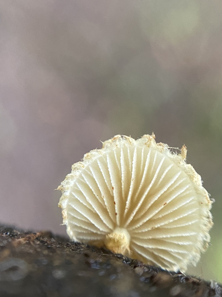 Pleuroflammula praestans