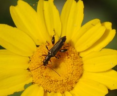 Oedemera barbara