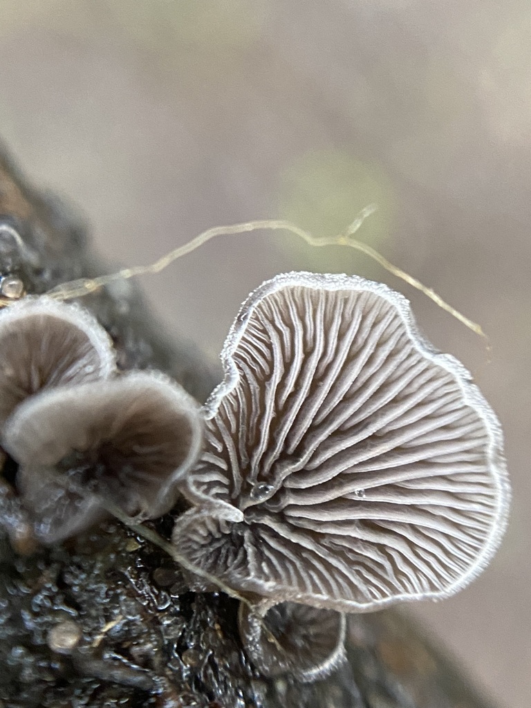 Resupinatus applicatus · May 2024 · photo: © tutitah (iNaturalist, cc0)