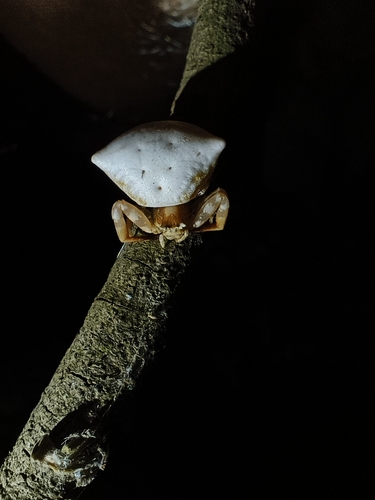 Thomisus kokiwadai