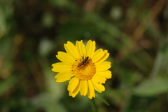 Oedemera barbara