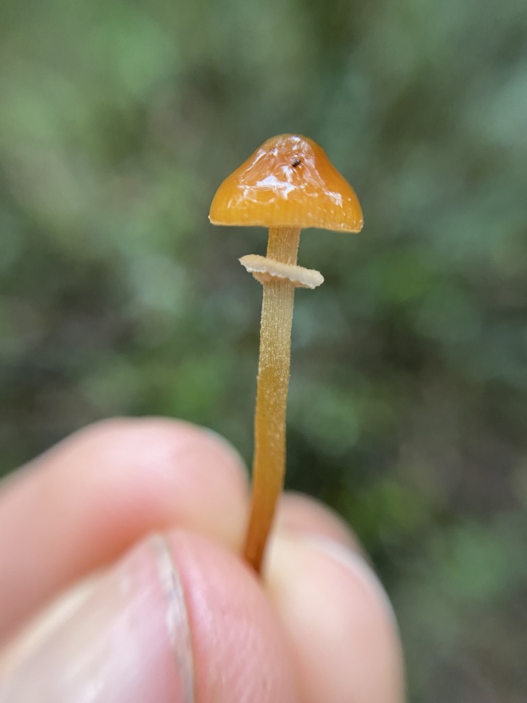 Pholiotina rugosa · May 2024 · photo: © tutitah (iNaturalist, cc0)