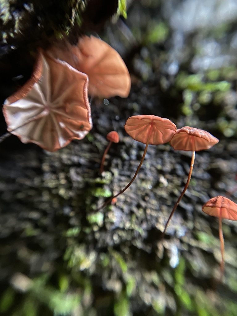 Marasmius haematocephalus · May 2024 · photo: © tutitah (iNaturalist, cc0)