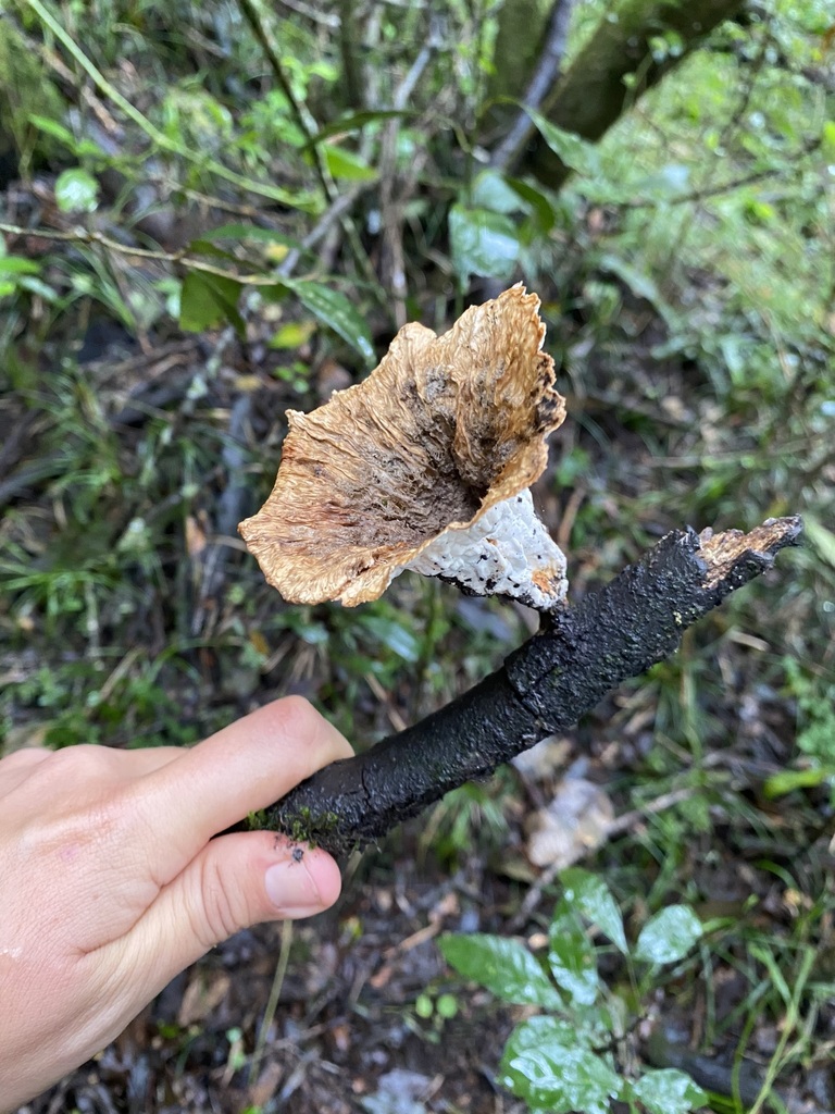 Cymatoderma caperatum · May 2024 · photo: © tutitah (iNaturalist, cc0)