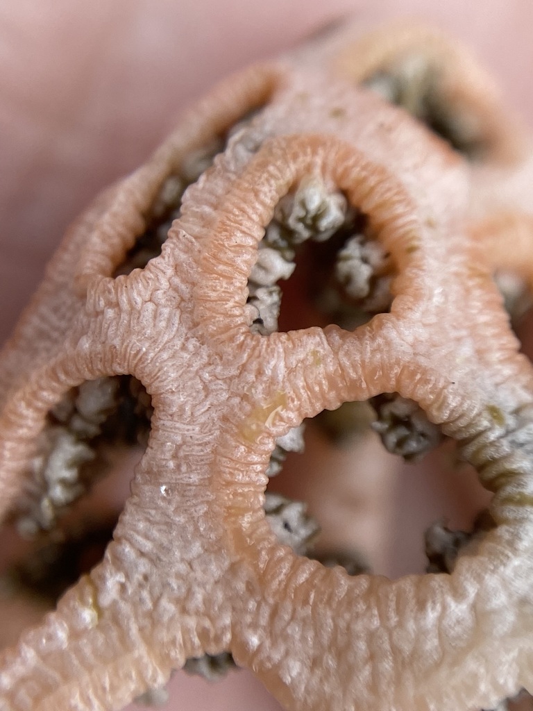 Clathrus argentinus · May 2024 · photo: © tutitah (iNaturalist, cc0)