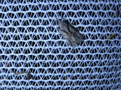 Eurinopsyche obscurata