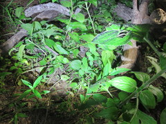 Pseudomys delicatulus